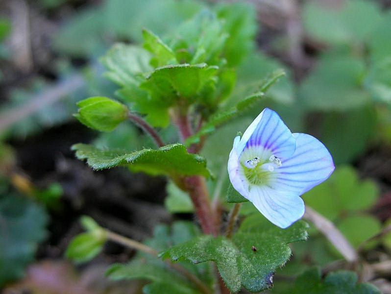 Veronica persica / Veronica comune